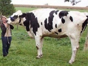 cow