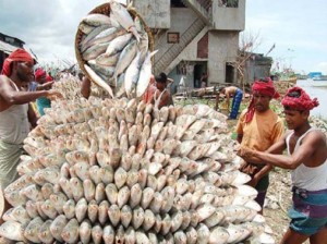 ilish