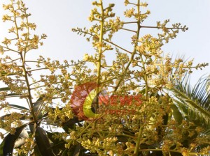 Mengo flower