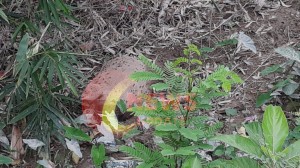 IMG-20190722-WA0008-01